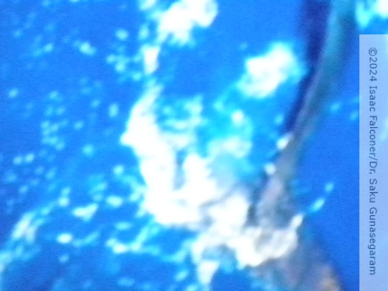 copyright 2024